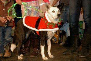 Holiday.Pet.Festival.Scottsdale.AZ_54_990x660