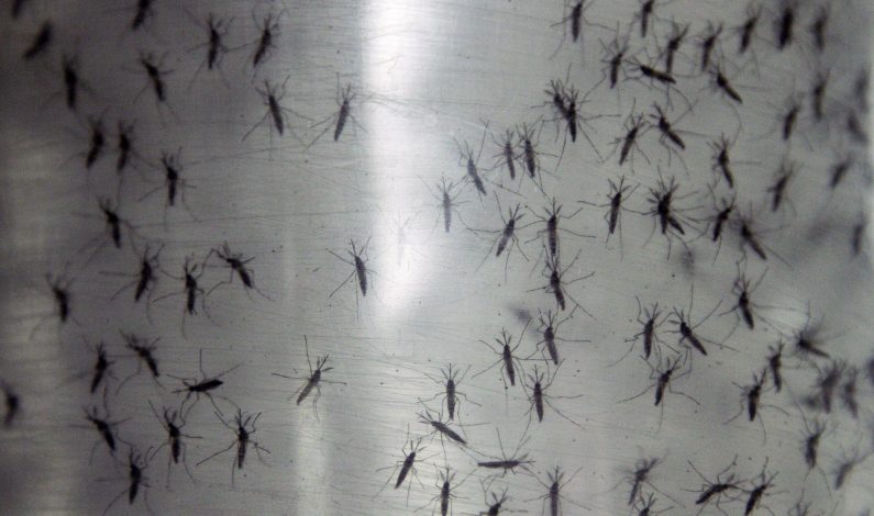 Contra proliferación de dengue aplican acciones en Sonora-Arizona