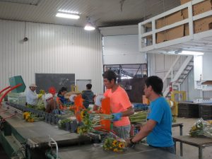 En la temporada 2014 vivieron en Canadá 19 mil 829 trabajadores agrícolas mexicanos, cuyas remesas generadas por el Programa rondaron los 170 millones de dólares canadienses. Foto: Notimex