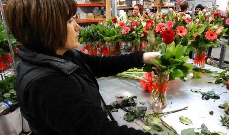 Ejército de “san valentines” listo para el 14 de febrero