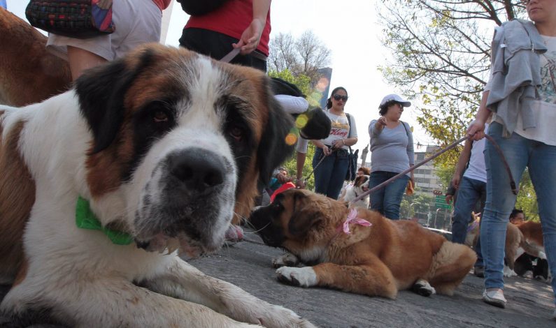 Jornada de vacunación para mascotas