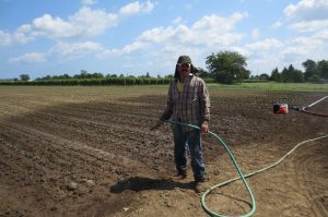 Los meses de invierno o fríos es cuando se presenta el mayor trabajo en la cosecha de lechuga, principalmente. Foto: Notimex