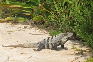 no está claro si el propietario del establecimiento enfrentará cargos por cocinar iguana. Foto: AP