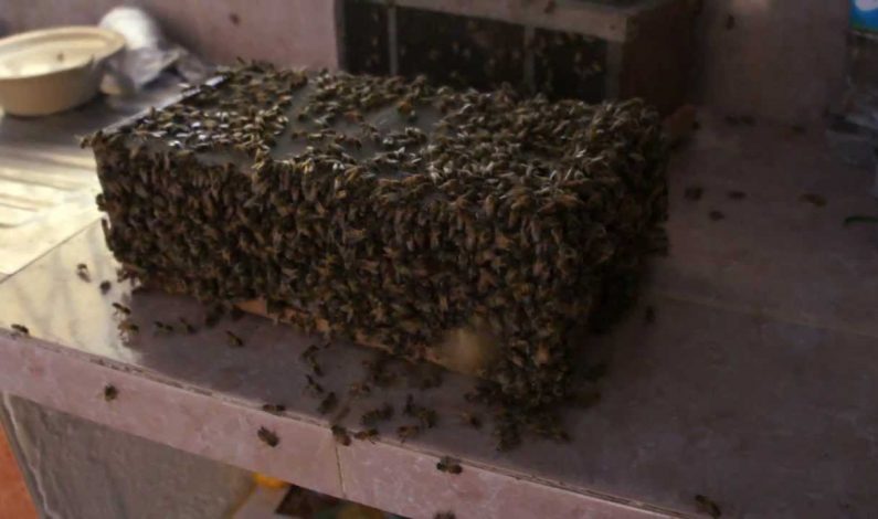 Alertan de ataques de abejas