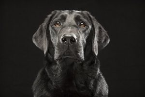 Fotografía de octubre de 2013 suministrada por Fred Levy, de un labrador retriever llamado Denver posando en el estudio de Levy en Maynard, Massachusetts. (Fred Levy vía AP)