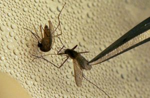 Las autoridades sanitarias esperan que más casos de contagio con el Virus del Nilo Occidental se presenten en las próximas semanas a consecuencia de las lluvias. Foto: AP