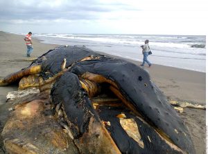 Fue localizada en la tarde de este miércoles en la comunidad El Castaño, en el Municipio de Mapastepec. Foto: Agencia Reforma