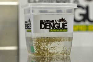 Las lluvias que se han presentado en diversas regiones de Sonora optimizan las condiciones para la reproducción de mosco transmisor de dengue y chinkungunya. Foto: Notimex