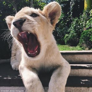 Las hermanas quedaron fascinadas con los animales, a juzgar por las fotos que pusieron en sus redes sociales. Foto: Instagram