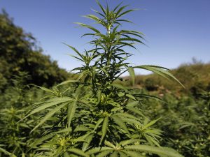 En cinco foros nacionales se debatirán las consecuencias del uso de la marihuana y su potencial legalización. Foto: AP