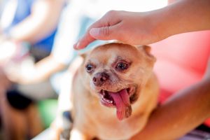 El Esteban Park ocupa un espacio de dos acres y cuenta con áreas independientes para perros grandes y pequeños. Foto: AP