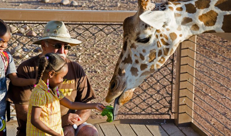 A disfrutar con los pequeños en el Phoenix Zoo