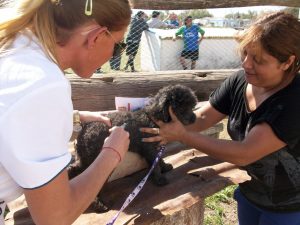 vacunacion perros