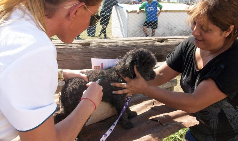 Promueven vacunación y castración de mascotas