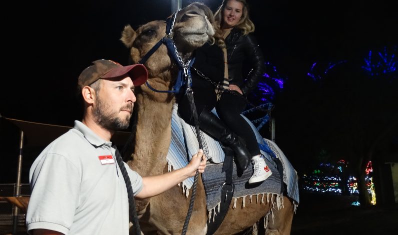 Zoológico de Phoenix se viste de Navidad para familias del Valle