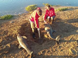 Las malas condiciones de la playa impidieron el rescate de 16 delfines. Foto: profepa.gob.mx 