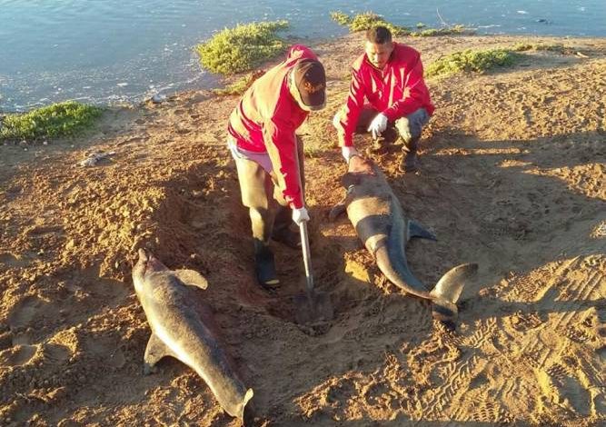 Mueren delfines varados en el norte de México