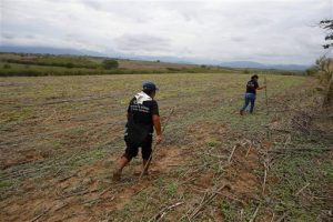 En esta imagen del 31 de mayo de 2015, parientes de personas desaparecidas buscan signos de una posible tumba clandestina tras recibir información anónima en Iguala, México. Foto: AP