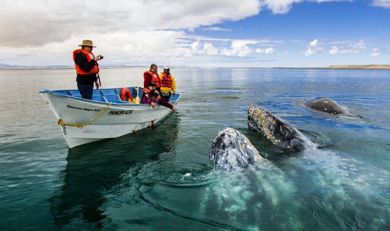 Avistamiento de la Ballena Gris, en Baja California Sur, una experiencia inolvidable