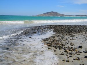 Dentro del parque se distribuyen cinco especies de tortugas marinas- Tortuga Laúd, Tortuga Carey, Tortuga Verde del Pacífico, Tortuga Caguama, y Tortuga Golfina. Foto Cortesía de la Secretaría de Turismo de Baja California Sur.JPG