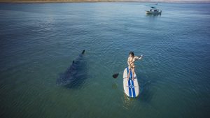 Si gusta sólo puede observarlos. Foto Cortesía de la Secretaría de Turismo de Baja California Sur