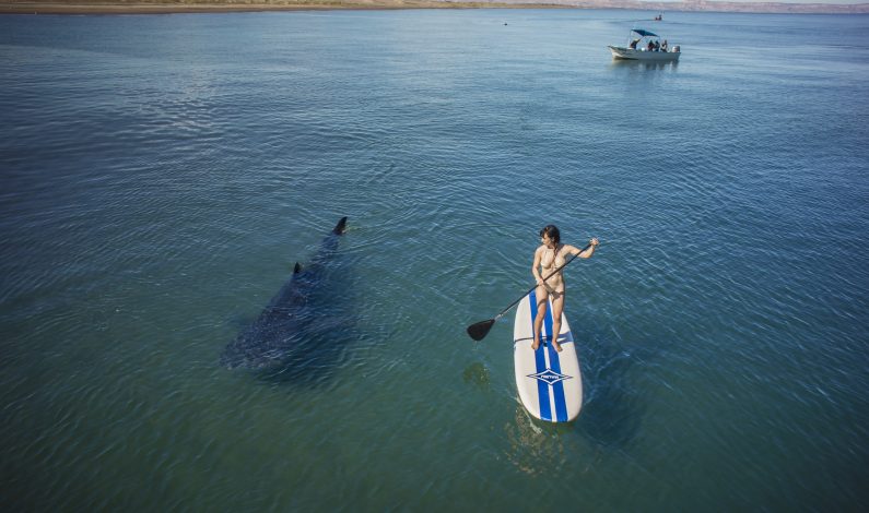 Nado con tiburones ballena en La Paz, experiencia única