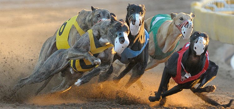 Arizona prohíbe las carreras de perros