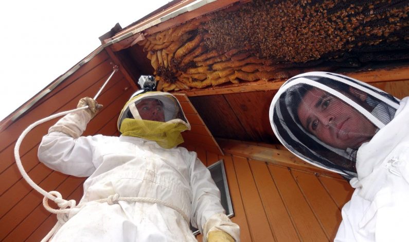 Alertan de ataques de abejas